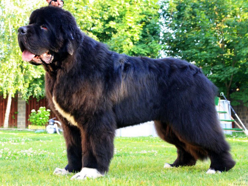 Фото: ньюфаундленд Питерньюф Омниа Винсет Амор (Piternyuf Omnia Vincet Amor)