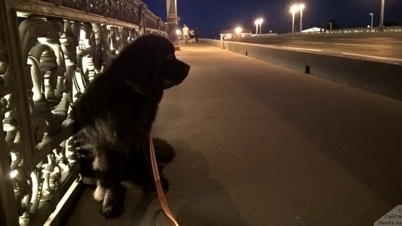 Фото: ньюфаундленд Белкондер-Клаб Белла Ренессанс (Belkonder-Club Bella Renaissance)