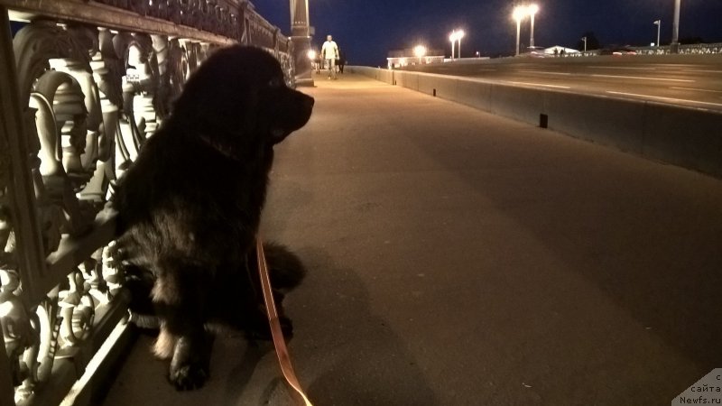 Фото: ньюфаундленд Белкондер-Клаб Белла Ренессанс (Belkonder-Club Bella Renaissance)