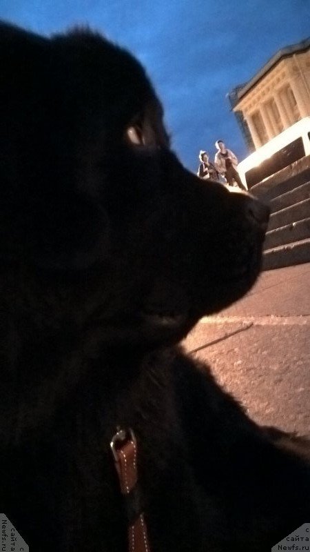 Фото: ньюфаундленд Белкондер-Клаб Белла Ренессанс (Belkonder-Club Bella Renaissance)