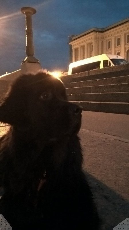 Фото: ньюфаундленд Белкондер-Клаб Белла Ренессанс (Belkonder-Club Bella Renaissance)