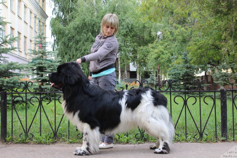 Фото: ньюфаундленд Плюшевая Панда Ферреро Ронд Нуар (Plushevaya Panda Ferrero Rond Noir)