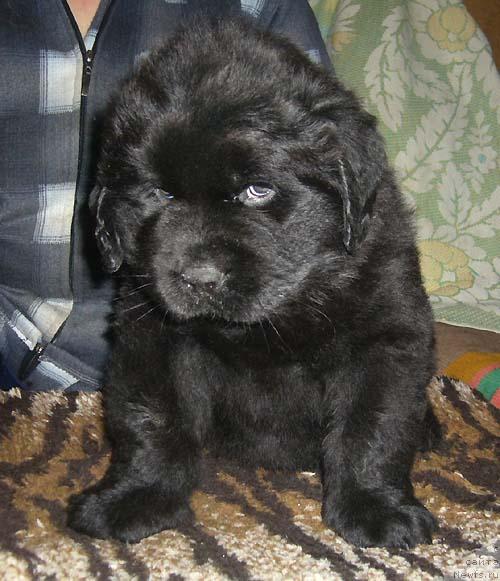 Фото: ньюфаундленд Красивая Затея