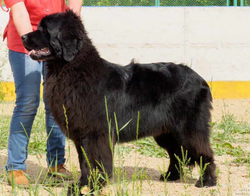 Фото: ньюфаундленд Дэнсинг Баттерфлай из Аркаима (Dancing Butterfly iz Arkaima)