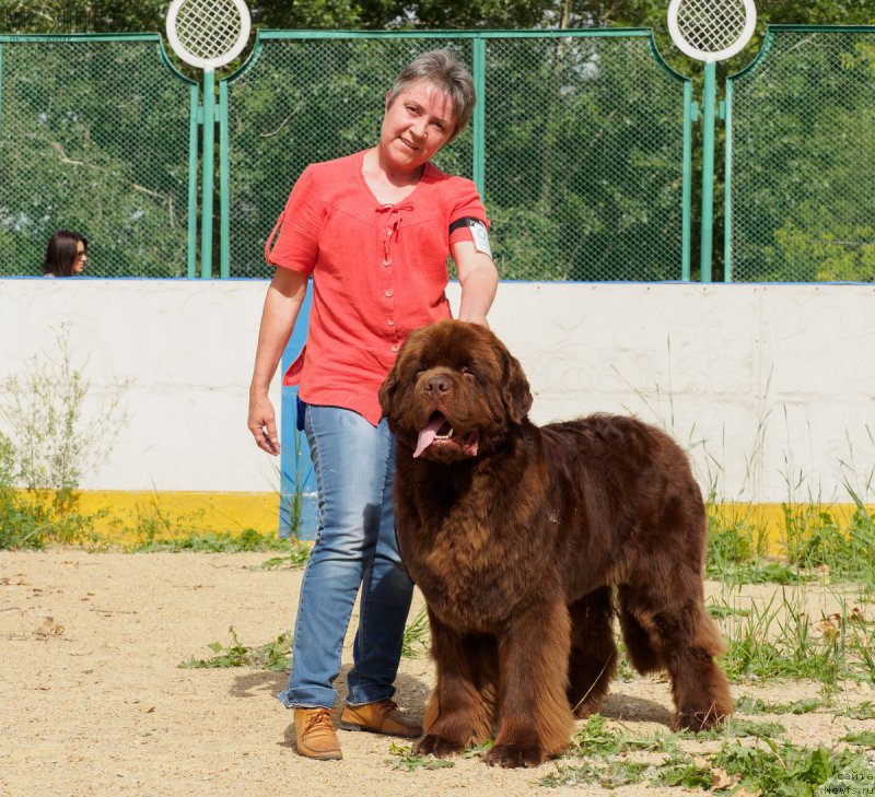 Фото: ньюфаундленд Плюшевая Панда Гиоргио Беуерлу Хиллс (Plushevaya Panda Giorgio Beuerlu Hills)