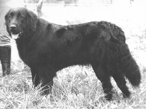 Фото: ньюфаундленд Адана Басти