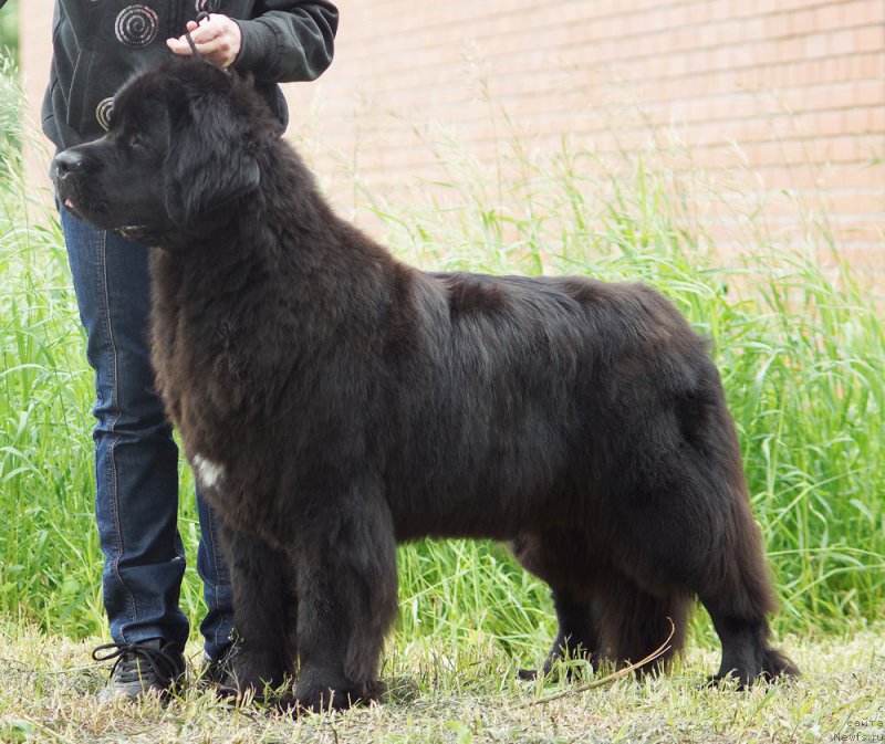 Фотография № 209800