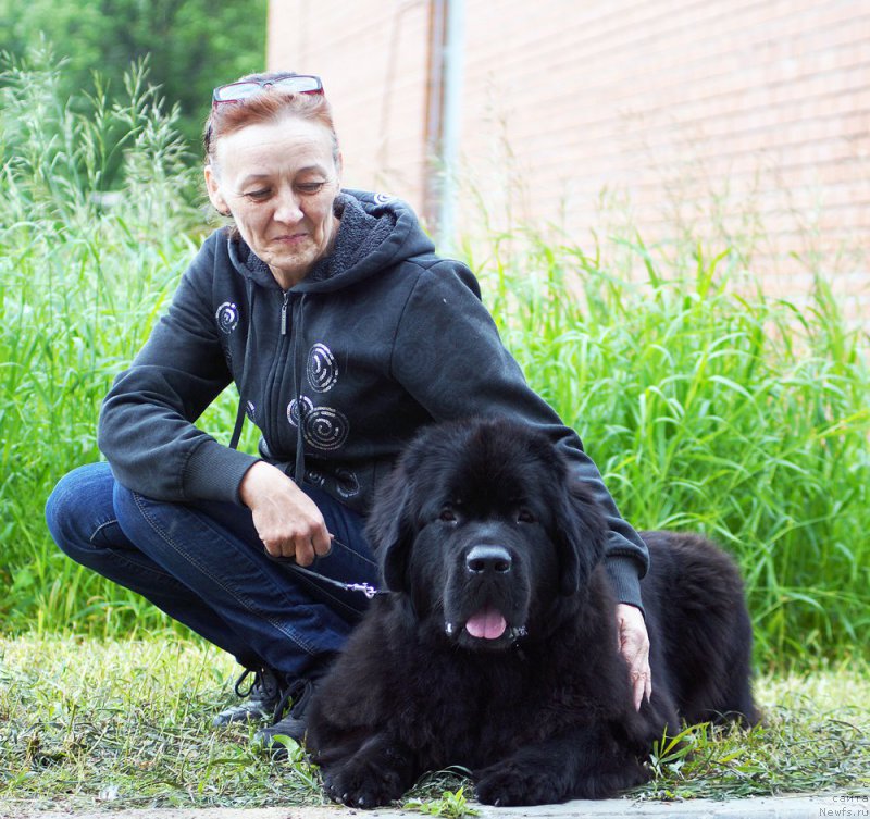 Фото: ньюфаундленд Бегущая по Волнам Браво Брависсимо (Beguschaya po Volnam Bravo Bravissimo), Ольга Королева