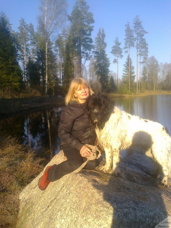 Фото: ньюфаундленд Амрита от Карельских Медведей, Ольга Староседых