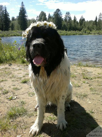 Фото: ньюфаундленд Амрита от Карельских Медведей, Ольга Староседых