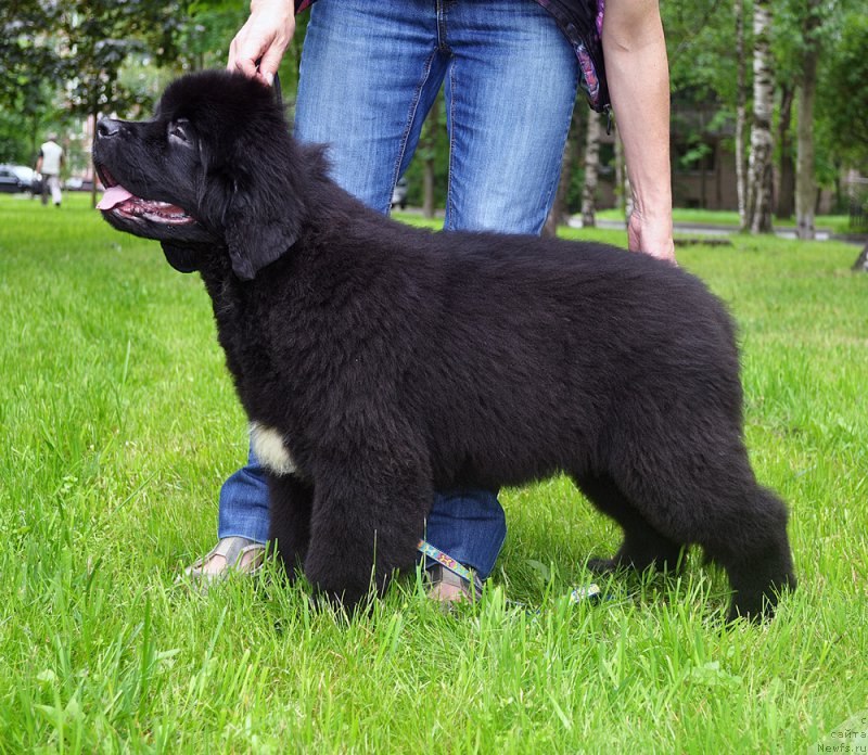 Фотография № 209807