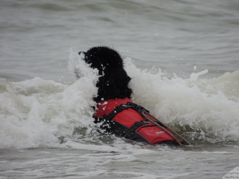 Фото: ньюфаундленд Tata Vialiki Miadzvedz