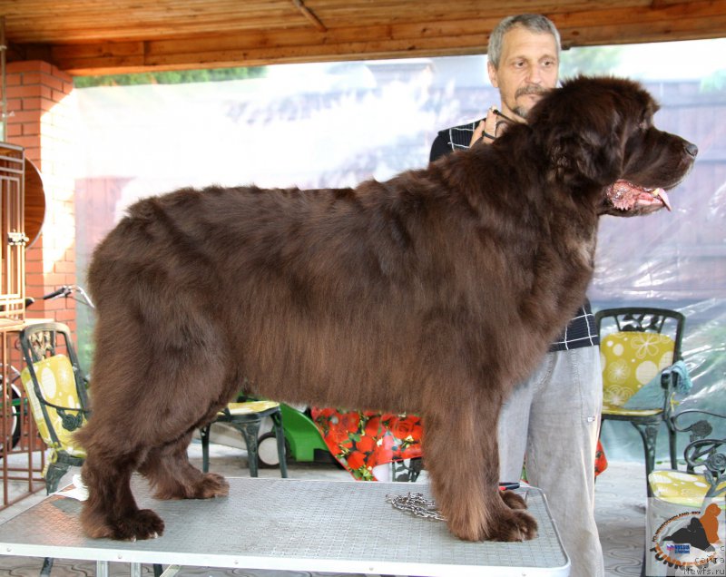 Фото: ньюфаундленд Фанньюф Госпожа Удача (Funnewf Gospozha Udacha)