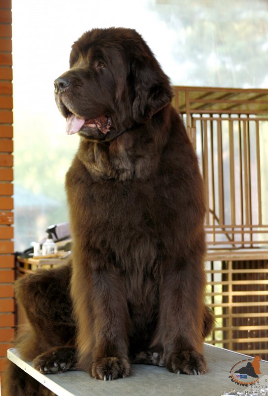 Фото: ньюфаундленд Фанньюф Госпожа Удача (Funnewf Gospozha Udacha)