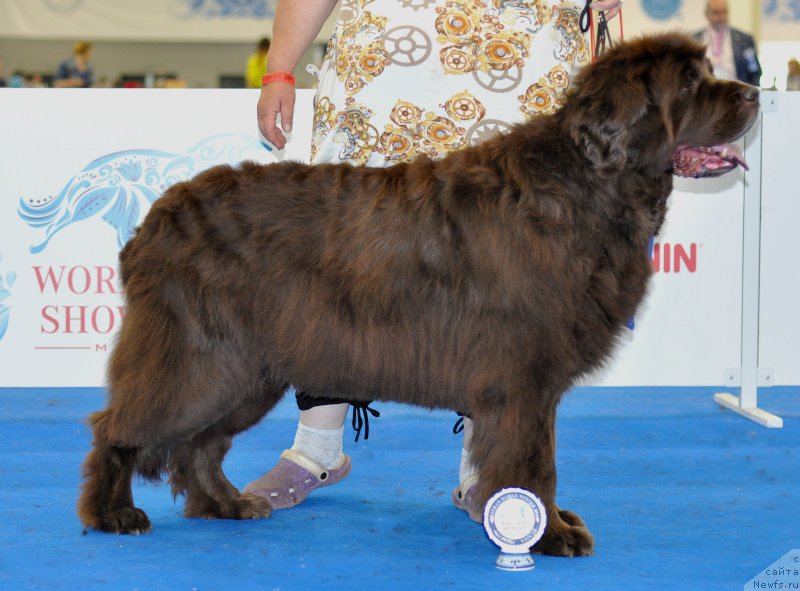 Фото: ньюфаундленд Фанньюф Госпожа Удача (Funnewf Gospozha Udacha)