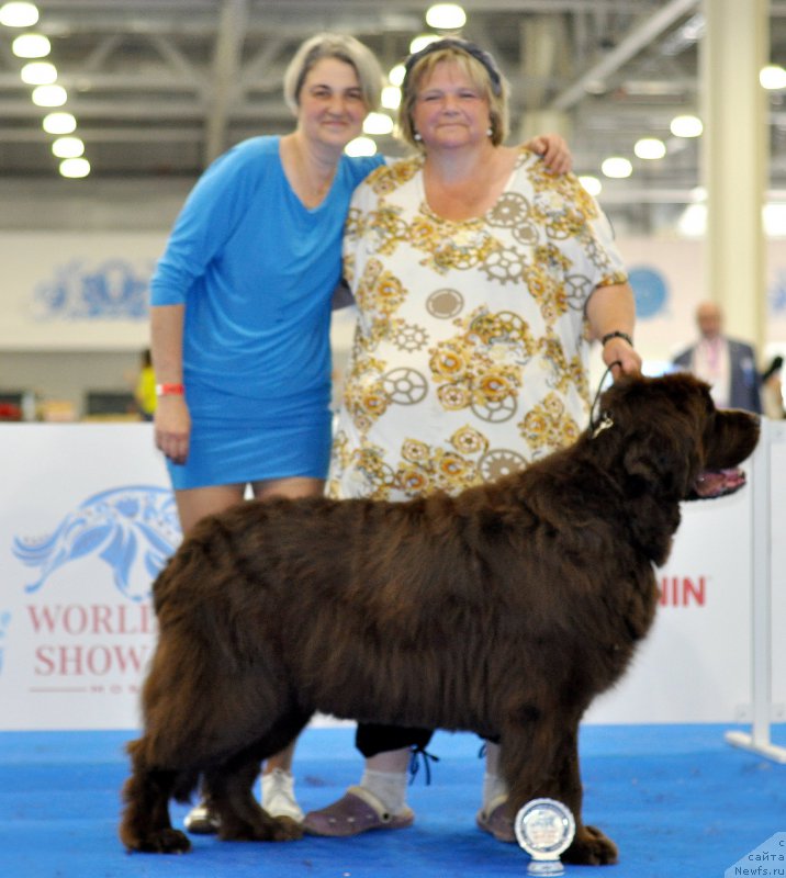 Фото: ньюфаундленд Фанньюф Госпожа Удача (Funnewf Gospozha Udacha), Ольга Браславская, Наталья Малинина