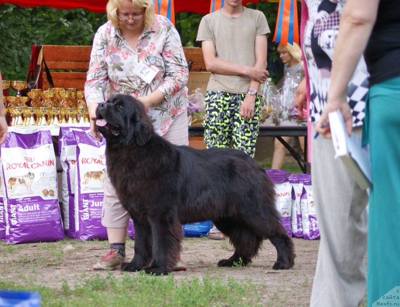 Фото: ньюфаундленд Смигар Юнгфрау Юлиана (Smigar Yungfrau Yuliana)