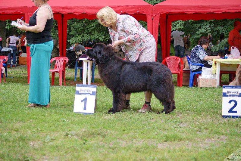 Фото: ньюфаундленд Смигар Юнгфрау Юлиана (Smigar Yungfrau Yuliana)