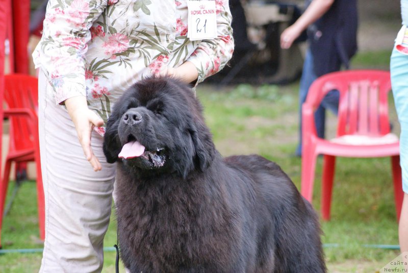 Фото: ньюфаундленд Смигар Юнгфрау Юлиана (Smigar Yungfrau Yuliana)