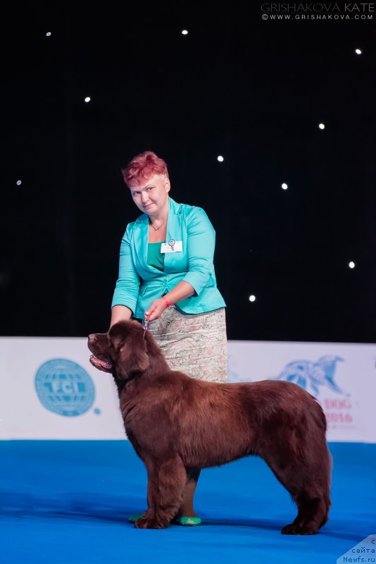 Фото: ньюфаундленд Есения с Берега Дона (Eseniya s Berega Dona), Варвара Рыбалова