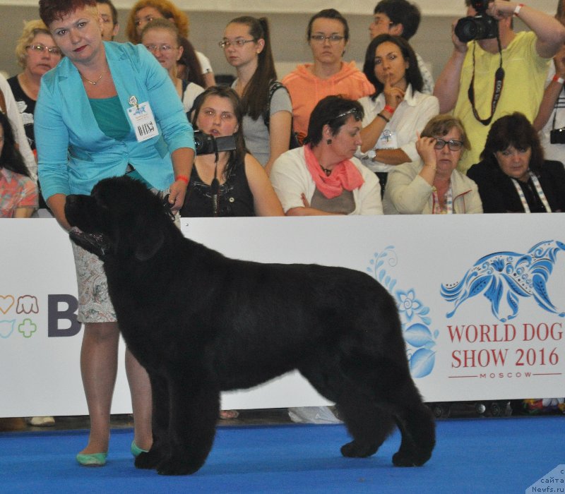 Фото: ньюфаундленд Ермак с Берега Дона (Ermak s Berega Dona), Варвара Рыбалова