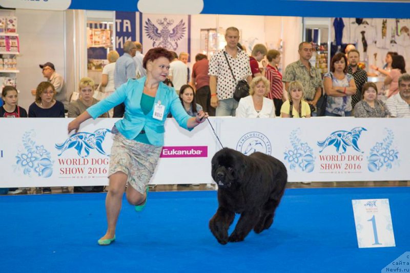 Фото: ньюфаундленд Ермак с Берега Дона (Ermak s Berega Dona), Варвара Рыбалова