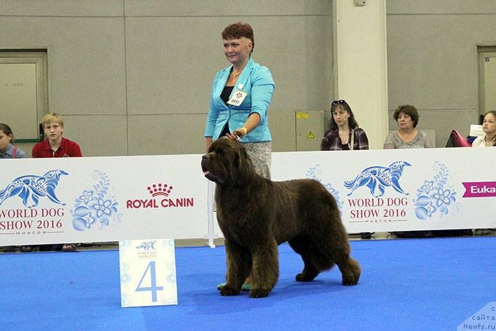 Фото: ньюфаундленд Есаул с Берега Дона (Esaul s Berega Dona), Варвара Рыбалова