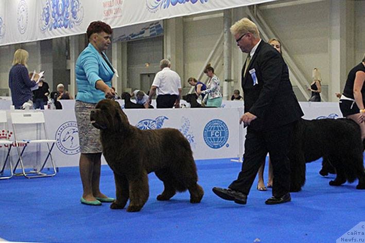 Фото: ньюфаундленд Есаул с Берега Дона (Esaul s Berega Dona), Варвара Рыбалова