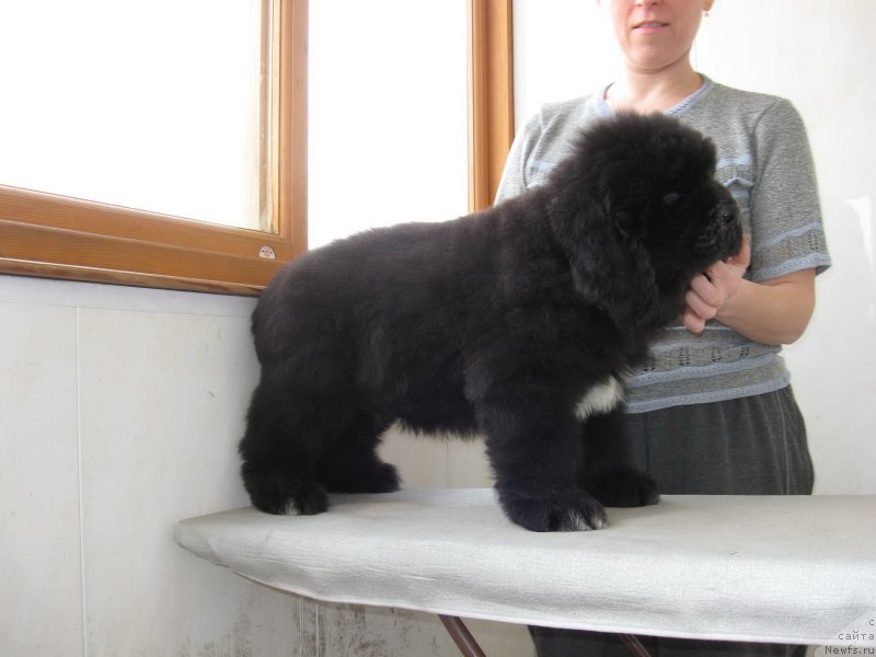 Фото: ньюфаундленд Мэджестик Гудсоул Найт энд Дэй (Majestic Goodsoul Nait'End'Dey)