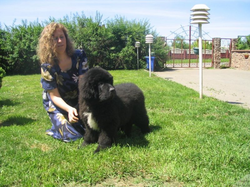 Фото: Ирина Павловская, ньюфаундленд Мэджестик Гудсоул Найт энд Дэй (Majestic Goodsoul Nait'End'Dey)