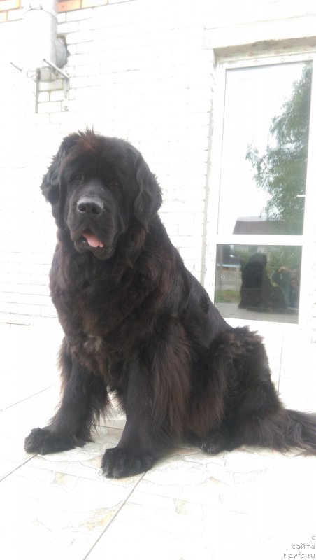 Фото: ньюфаундленд Majestic Goodsoul Only Love