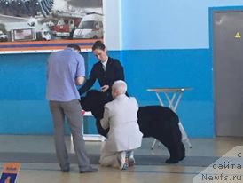 Фото: ньюфаундленд Бегущая по Волнам Чек Пойнт