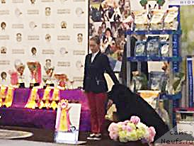 Фото: ньюфаундленд Бегущая по Волнам Чек Пойнт