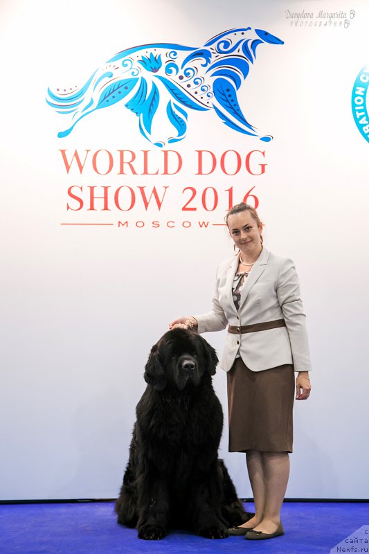 Фото: ньюфаундленд Черная Мафия Муч Соугхт (Chernaya Mafia Much Sought)