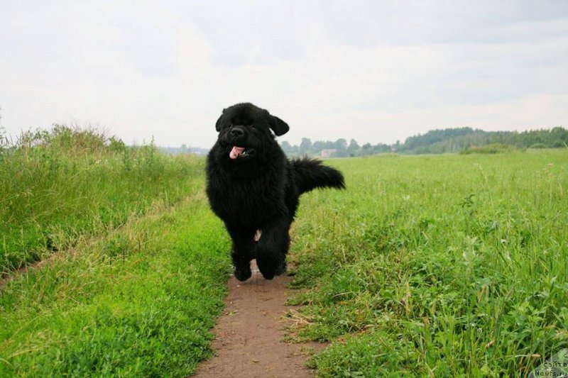 Фото: ньюфаундленд Черная Мафия Шорт анд Свеет (Chernaya Mafia Short and Sweet)