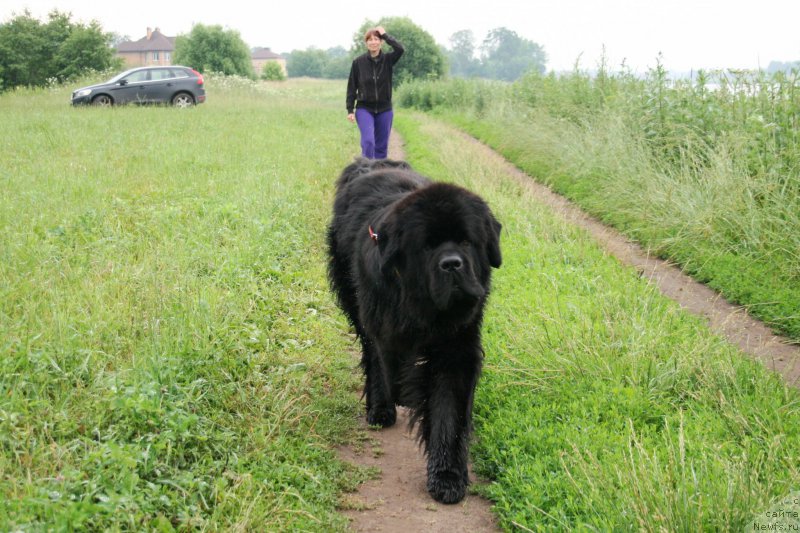 Фото: ньюфаундленд Черная Мафия Шорт анд Свеет (Chernaya Mafia Short and Sweet)