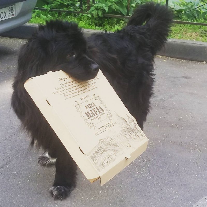 Фото: ньюфаундленд Velyke Malyatko Bayaderka Yurka