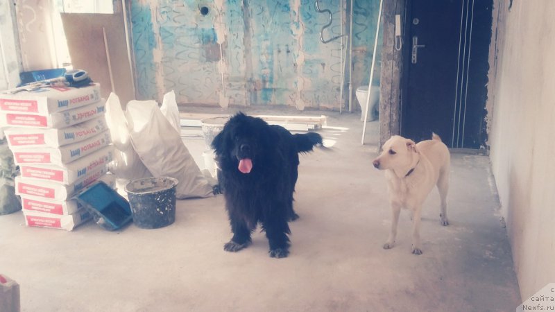 Фото: ньюфаундленд Velyke Malyatko Bayaderka Yurka