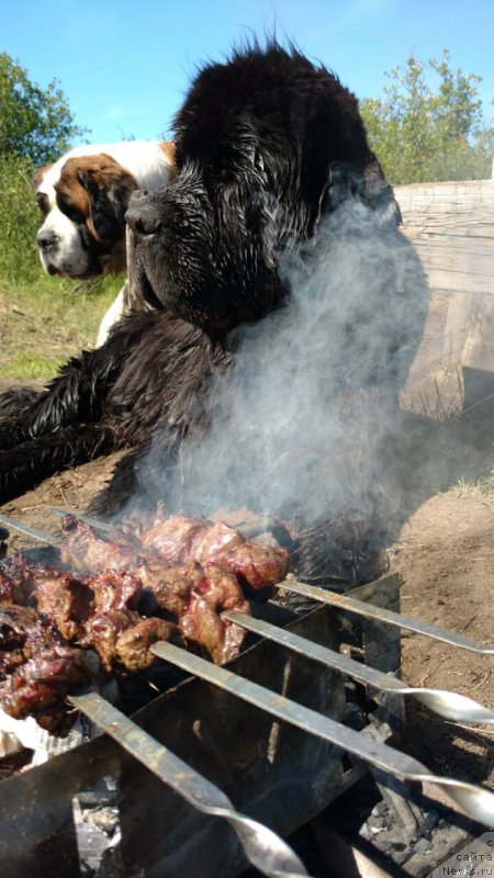 Фото: ньюфаундленд Жасмин Северный Каприз из Медвежьего Яра (Zhasmine Severny Caprice iz Medvejyego Yara)