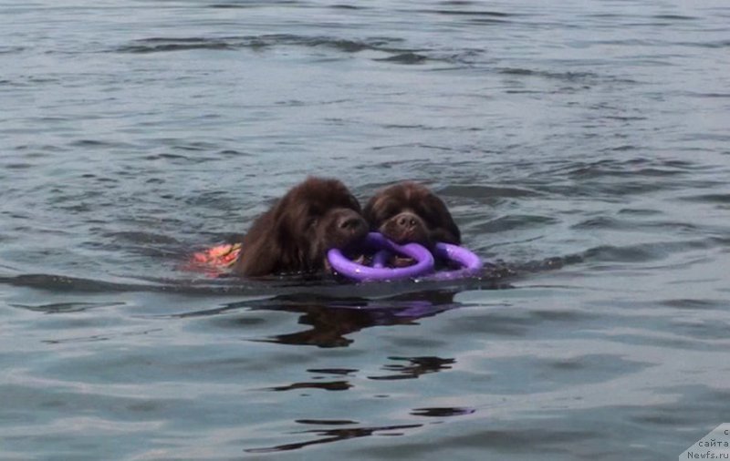 Фото: ньюфаундленд Обуш Шед Янтарный Поцелуй, ньюфаундленд Ньюфорт Ваше Величество Брабус