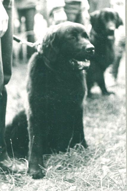 Фото: ньюфаундленд Жужа