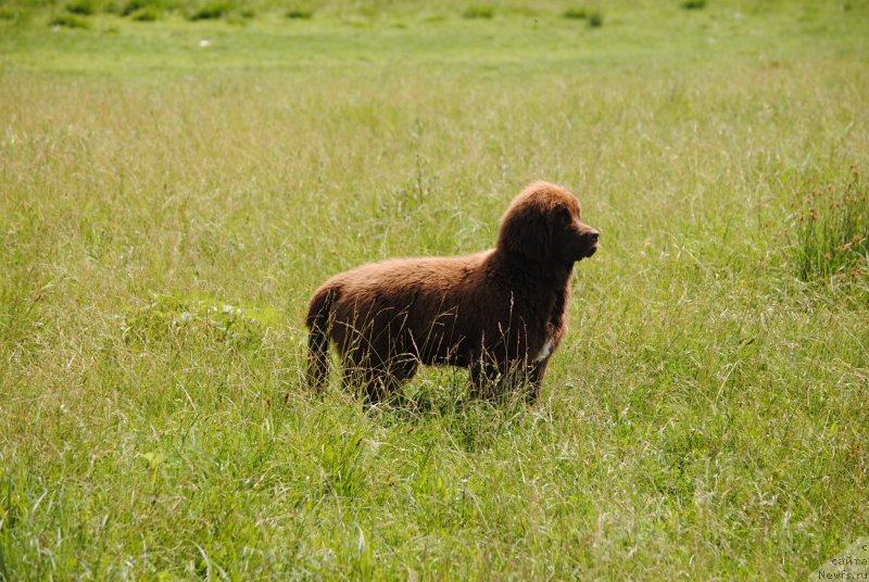Фото: ньюфаундленд Faraon Cancrimo
