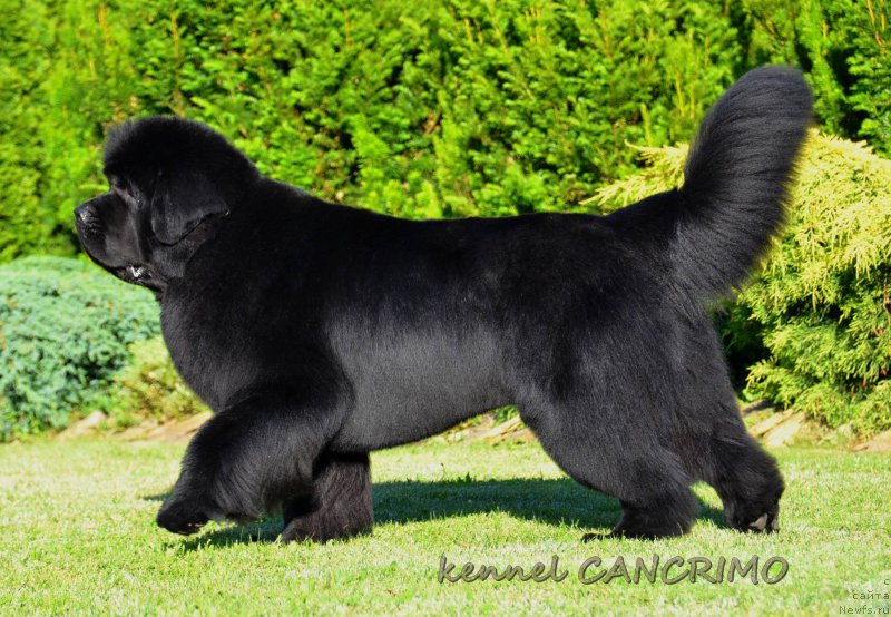 Фото: ньюфаундленд Kenamu Bravo Master