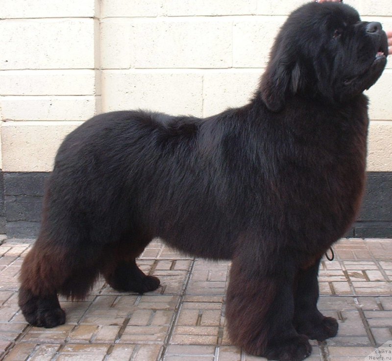 Фото: ньюфаундленд Evanpark Bruce Almighty