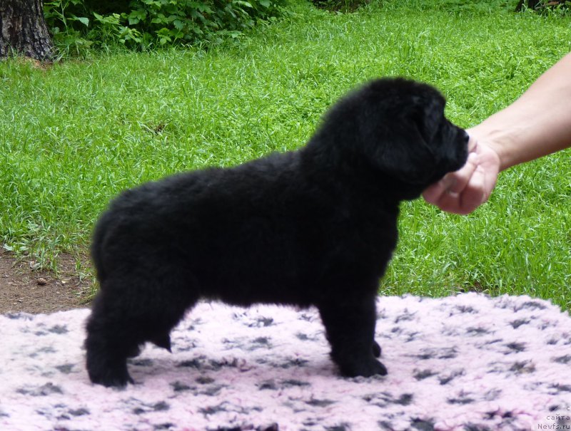 Фото: ньюфаундленд Смигар Северная Верона, ньюфаундленд Greatfire Stalker iz Volotova