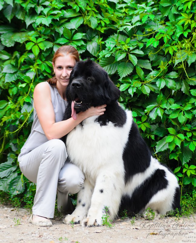 Фото: Настя(дочь), ньюфаундленд Супер Бизон Маэстро (Super Bizon Maestro)