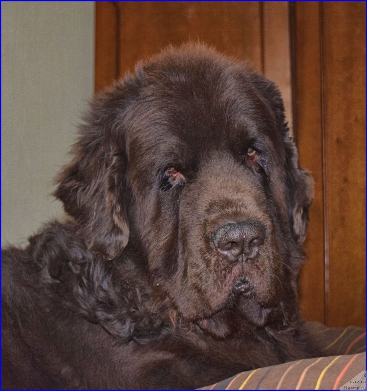 Фото: ньюфаундленд Фанньюф Ура Я с Вами