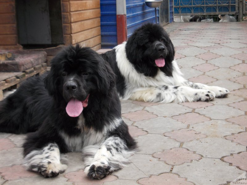 Фото: ньюфаундленд Еверия от Сибирского Медведя