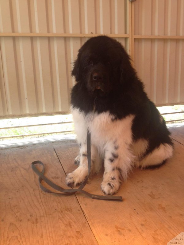 Фотография № 209956