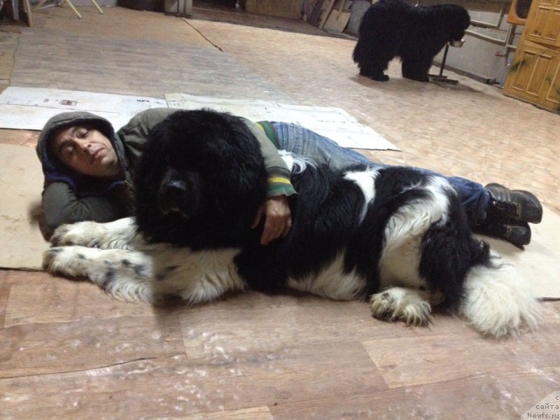 Фото: ньюфаундленд Черный Шарм Ванкувер, ньюфаундленд Вом Ватерфалл Лэнд Ай Тодор (Vom Waterfall Land Ay Todor)